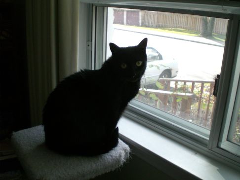 Picture of a cat / kitten / feline