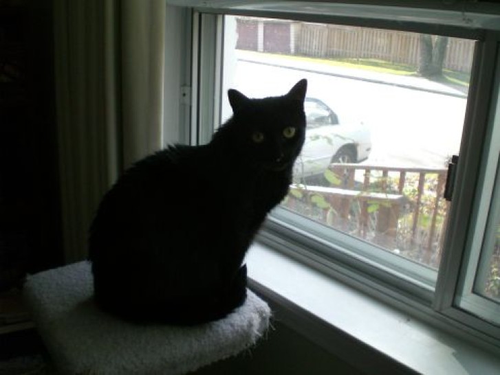 Picture of a cat / kitten / feline