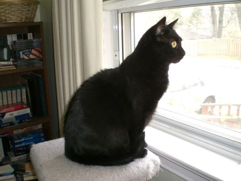 Picture of a cat / kitten / feline