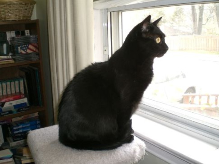 Picture of a cat / kitten / feline