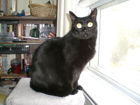 Picture of a cat / kitten / feline