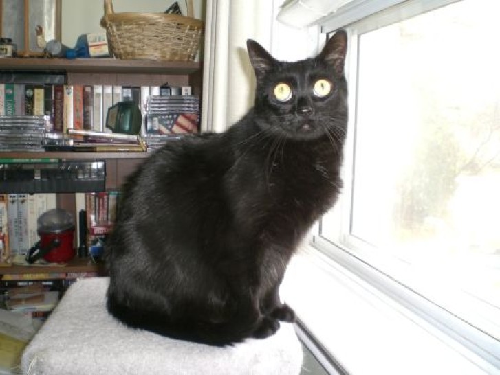 Picture of a cat / kitten / feline