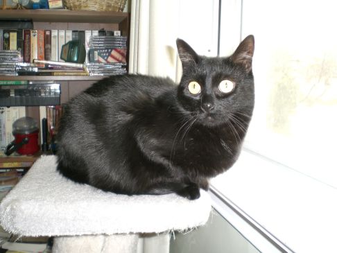 Picture of a cat / kitten / feline