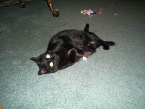 Picture of a cat / kitten / feline