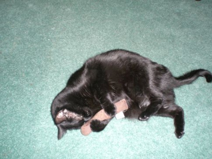 Picture of a cat / kitten / feline