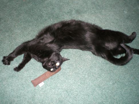 Picture of a cat / kitten / feline