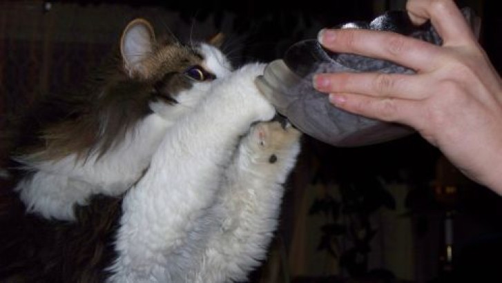 Picture of a cat / kitten / feline