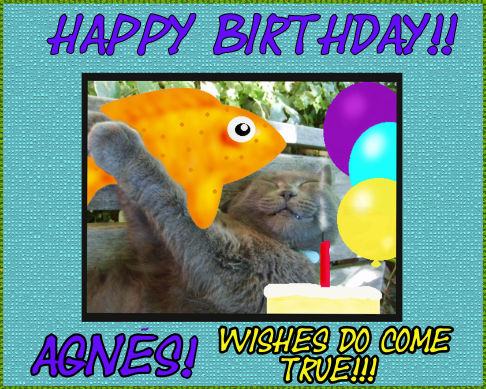 Picture of a cat / kitten / feline