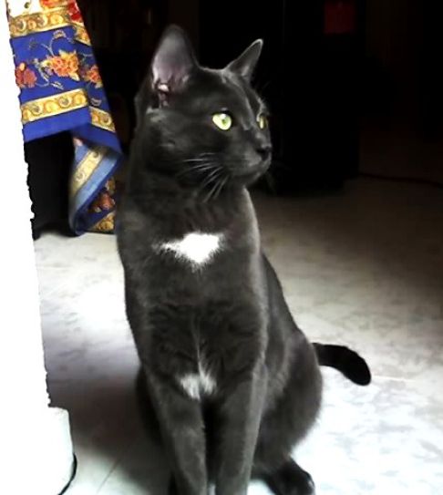 Picture of a cat / kitten / feline