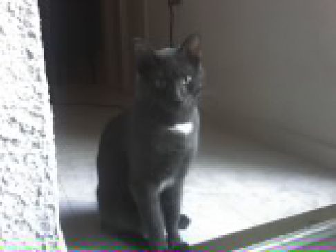 Picture of a cat / kitten / feline