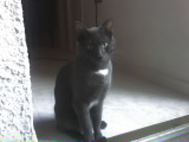 Picture of a cat / kitten / feline