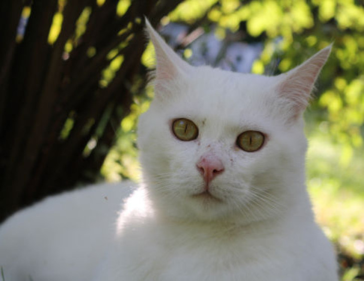 Picture of a cat / kitten / feline