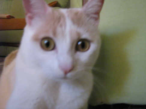 Picture of a cat / kitten / feline