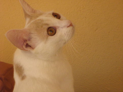 Picture of a cat / kitten / feline