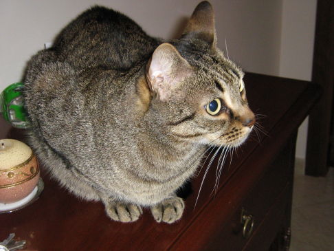 Picture of a cat / kitten / feline