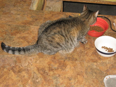 Picture of a cat / kitten / feline