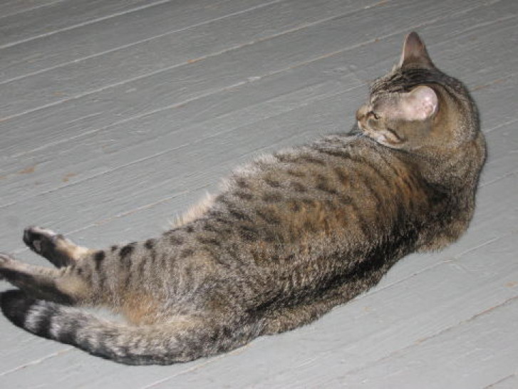 Picture of a cat / kitten / feline