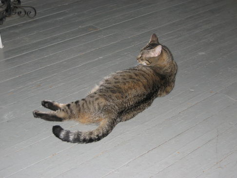 Picture of a cat / kitten / feline