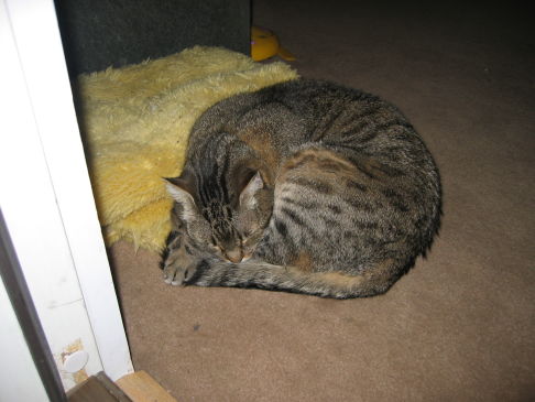 Picture of a cat / kitten / feline