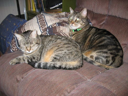 Picture of a cat / kitten / feline