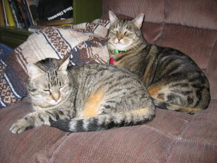 Picture of a cat / kitten / feline