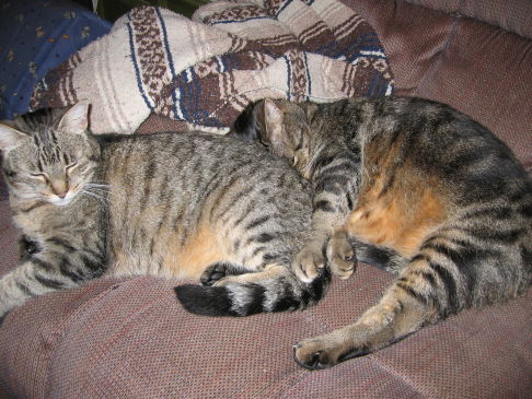 Picture of a cat / kitten / feline