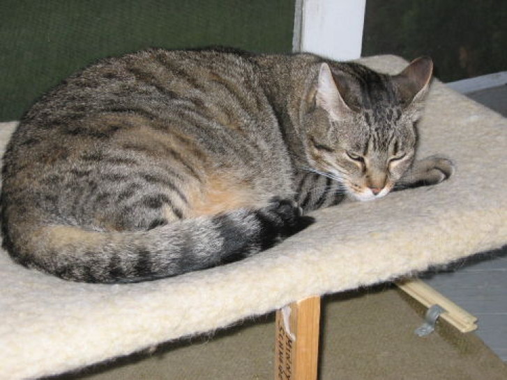 Picture of a cat / kitten / feline