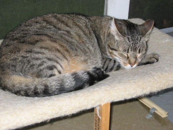 Picture of a cat / kitten / feline