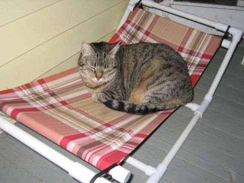 Picture of a cat / kitten / feline