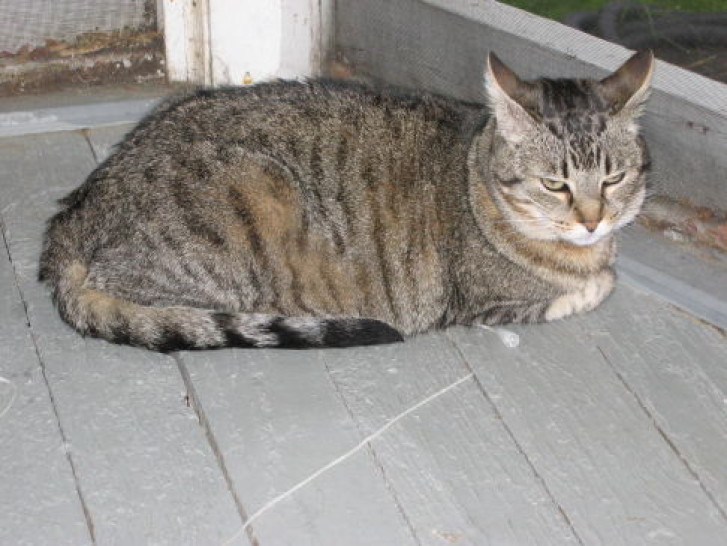 Picture of a cat / kitten / feline