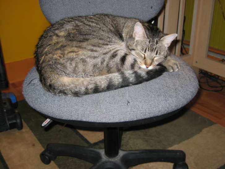 Picture of a cat / kitten / feline