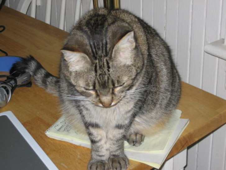 Picture of a cat / kitten / feline