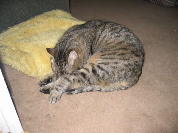 Picture of a cat / kitten / feline