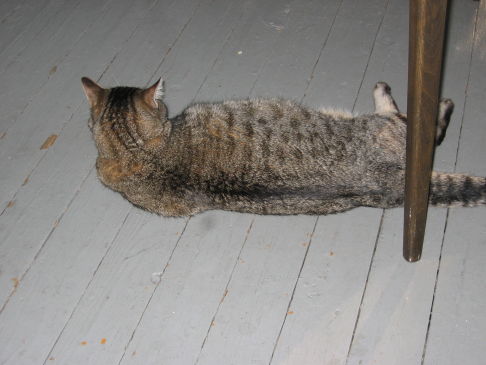 Picture of a cat / kitten / feline