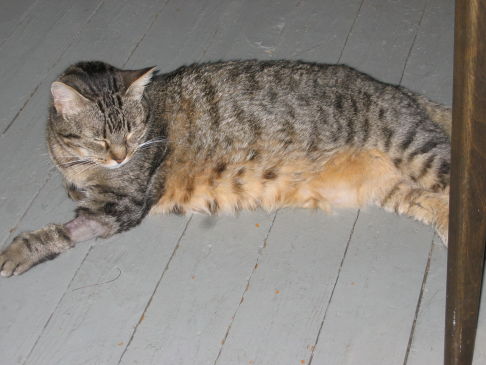 Picture of a cat / kitten / feline