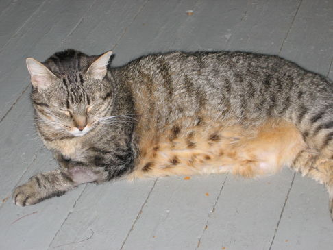 Picture of a cat / kitten / feline