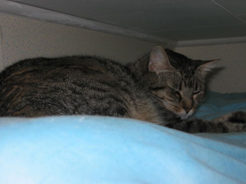 Picture of a cat / kitten / feline