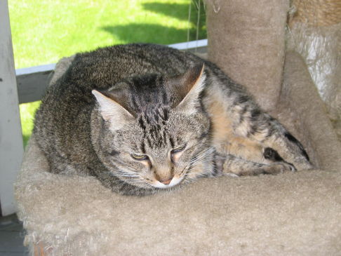 Picture of a cat / kitten / feline