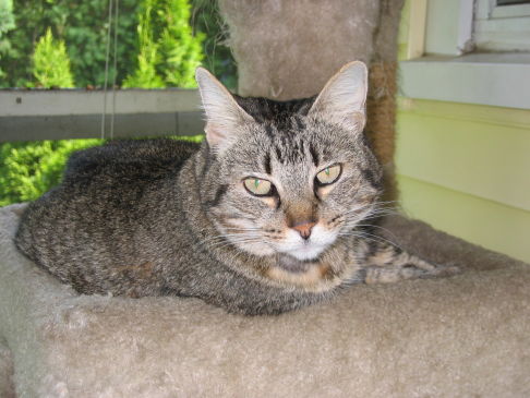 Picture of a cat / kitten / feline