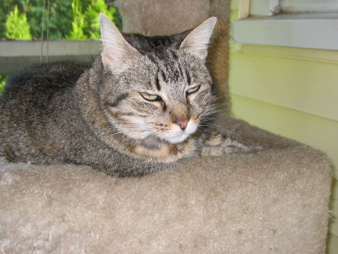 Picture of a cat / kitten / feline