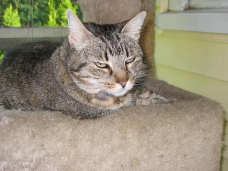 Picture of a cat / kitten / feline