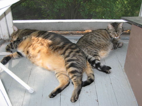 Picture of a cat / kitten / feline