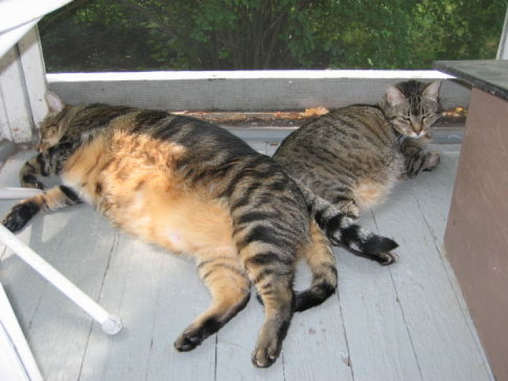 Picture of a cat / kitten / feline