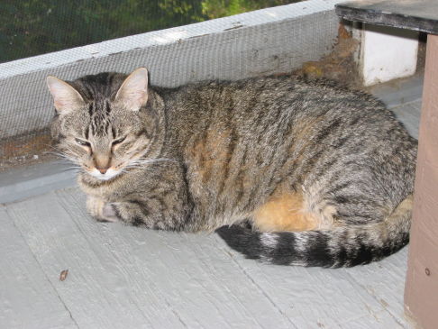 Picture of a cat / kitten / feline