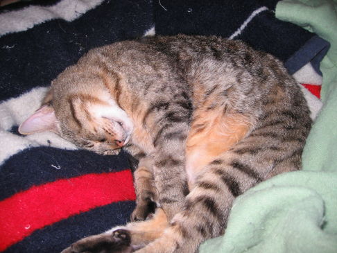 Picture of a cat / kitten / feline