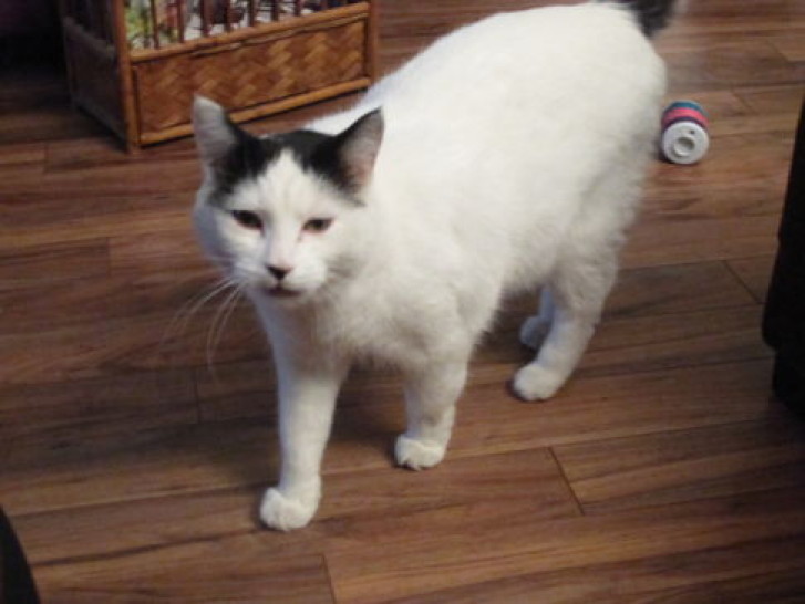 Picture of a cat / kitten / feline