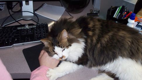 Picture of a cat / kitten / feline