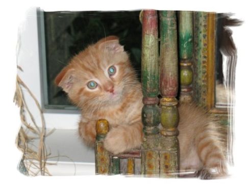 Picture of a cat / kitten / feline