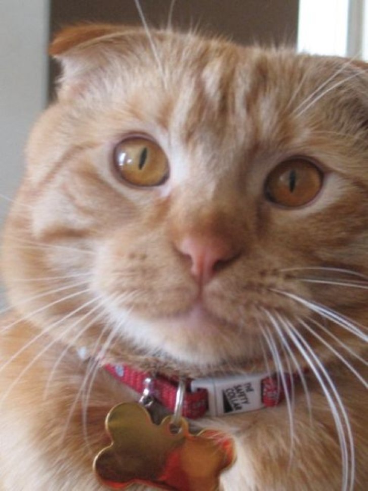 Picture of a cat / kitten / feline