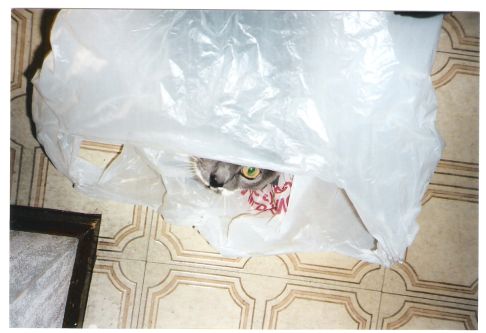 Picture of a cat / kitten / feline